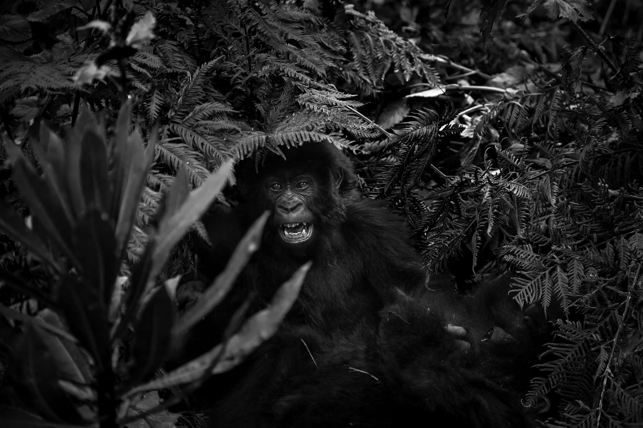 Volcanoes national park, Rwanda. Young ones of the Amahoro mountain gorilla family play in the jungle.
