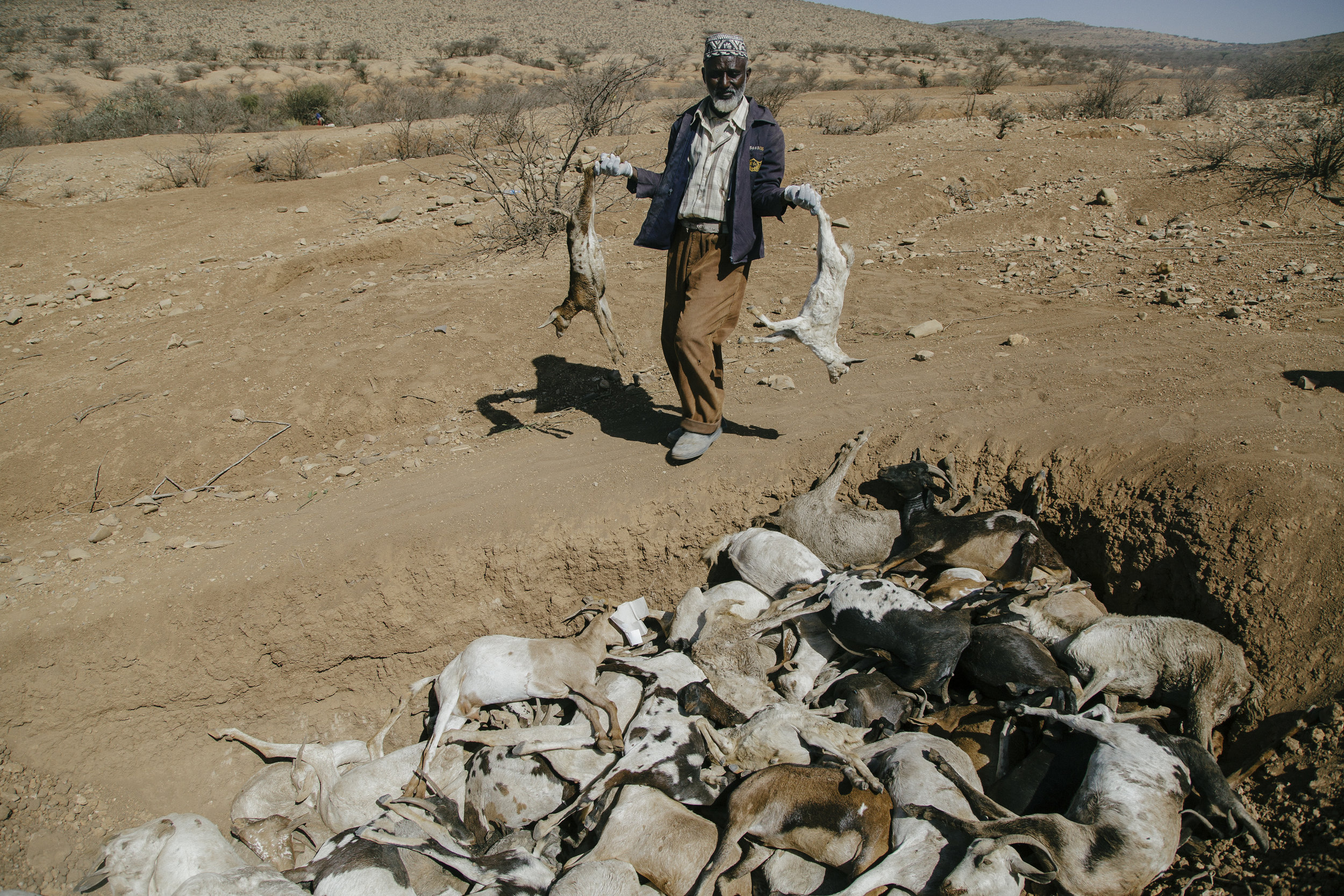 A man carries dead livestock to be burned in western Somaliland. The people had traveled hundreds of kilometers in search for water and grass for they animals. Here, near the village of Qulujeed, they had to stop and wait for emergency aid from the Red Crescent and other NGOs. The few animals still alive started to die.