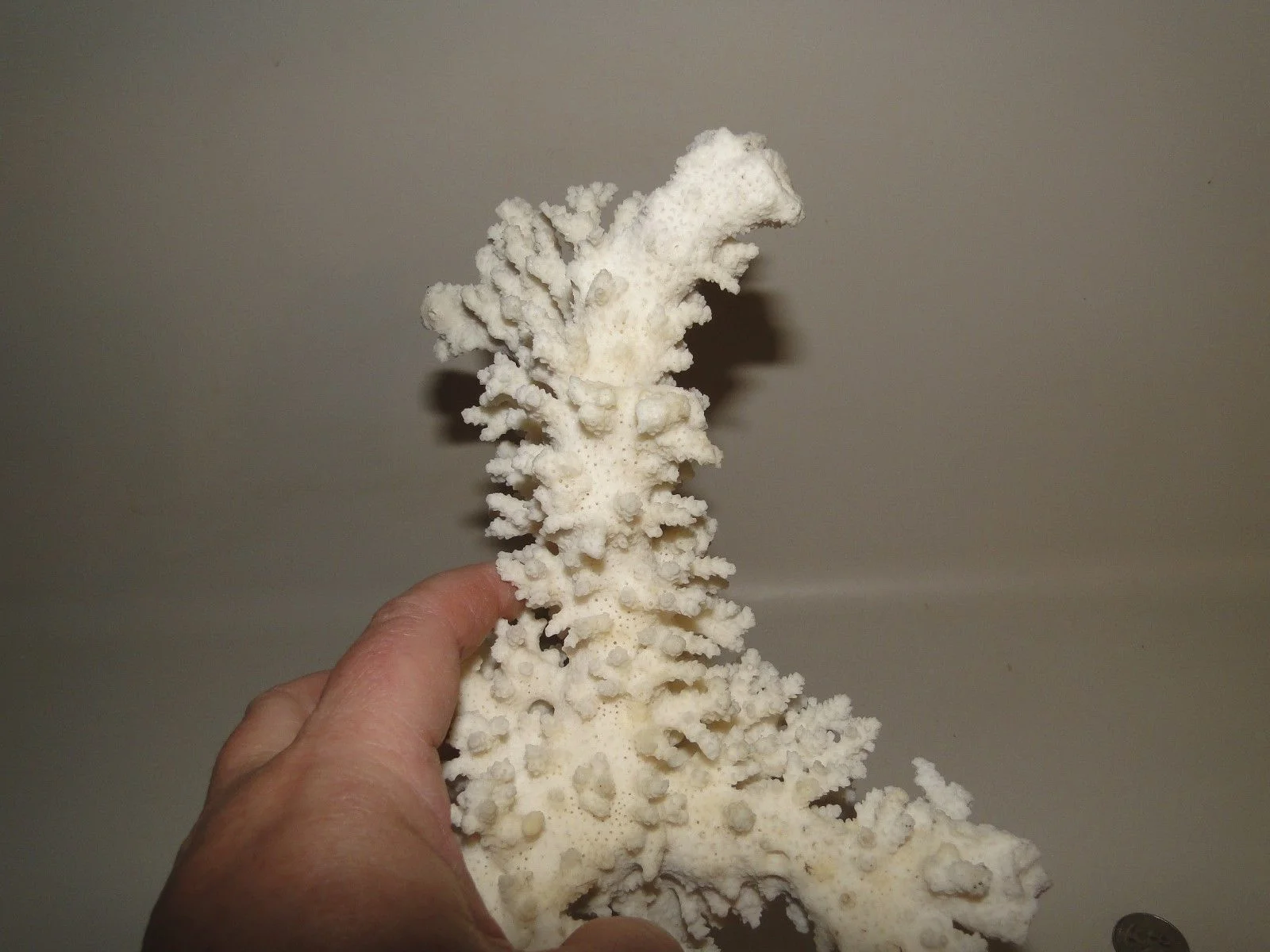 Shell in Hand.jpg