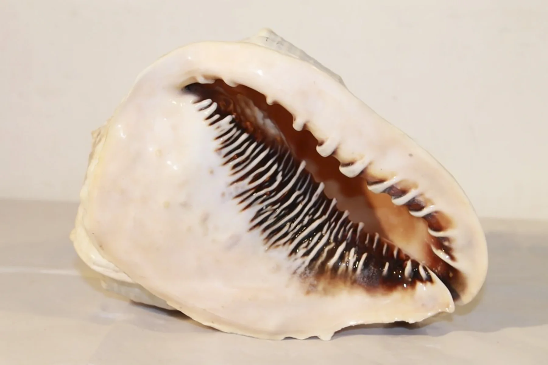 Shell Mouth.jpg