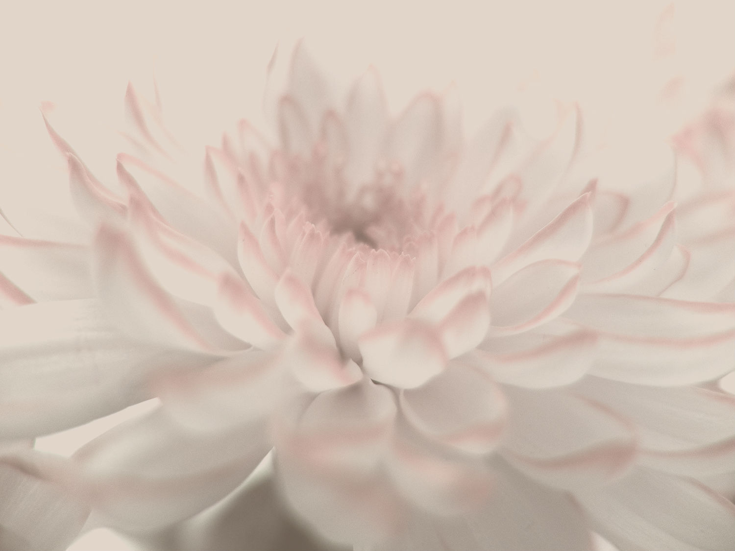 miko-coffey-flowers-3.jpg
