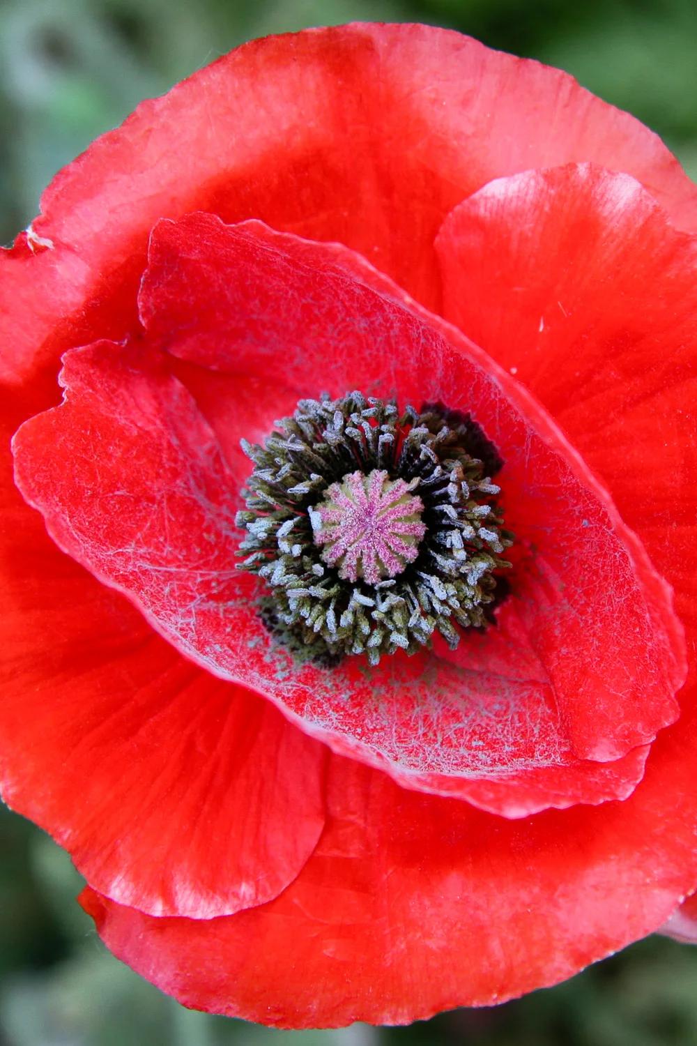 Poppies are great