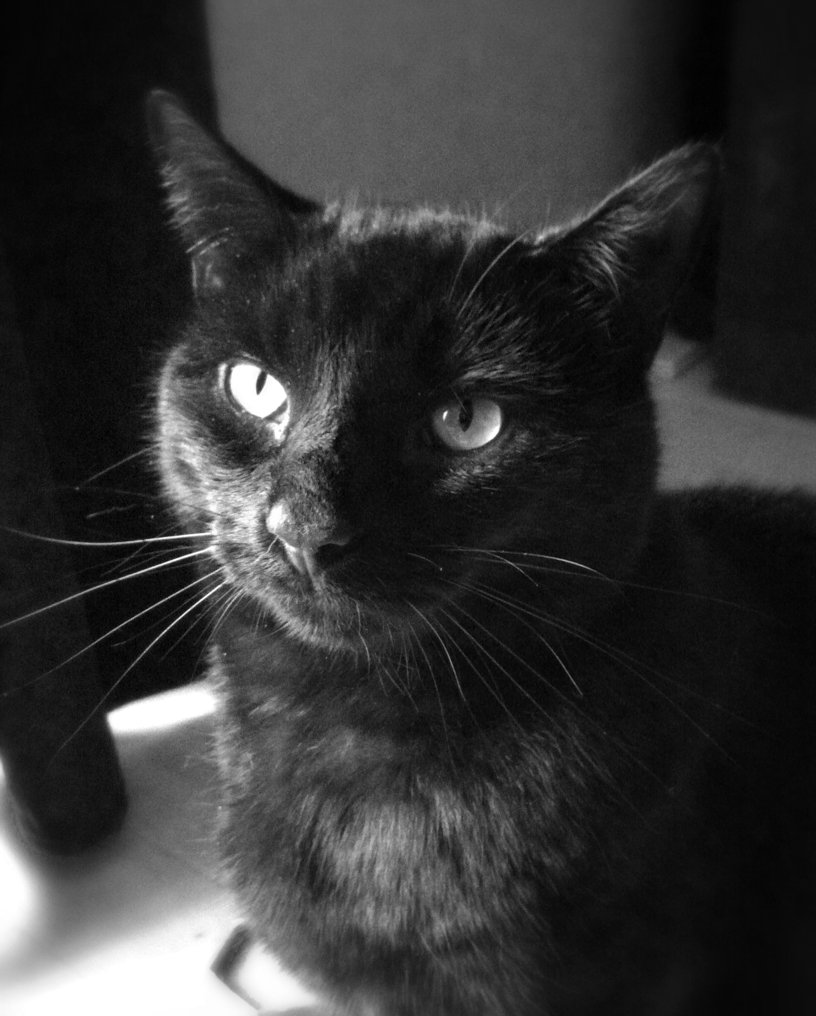 My cat Kuma