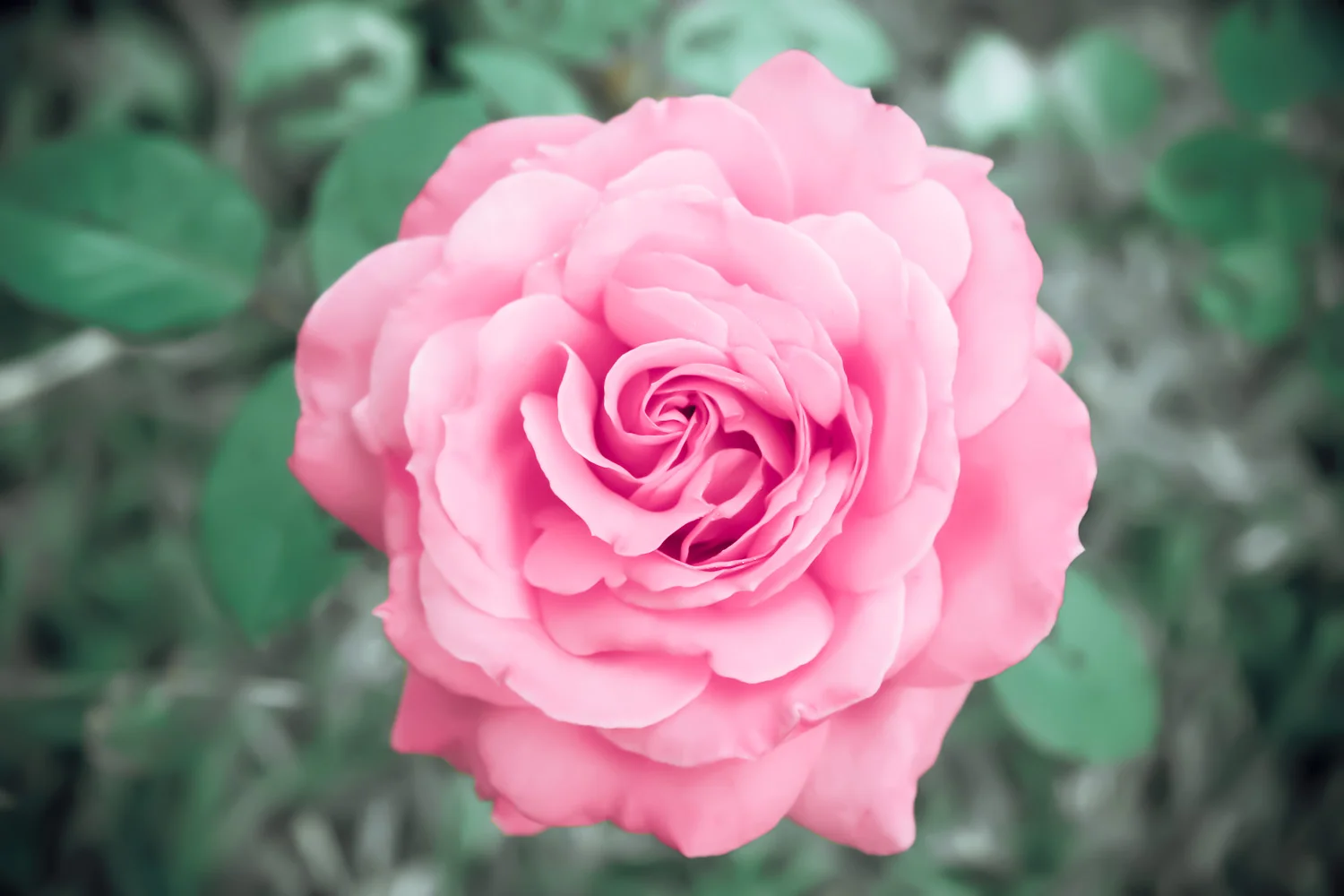 Blog post with different Thumbnail and inner image