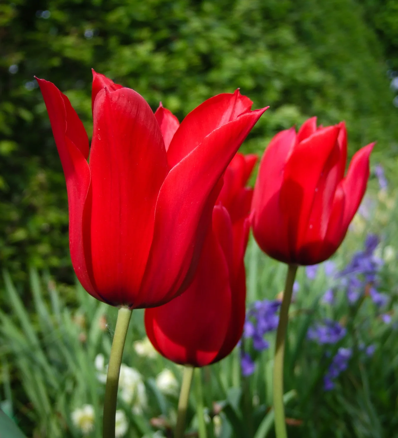 Red Shine Tulip
