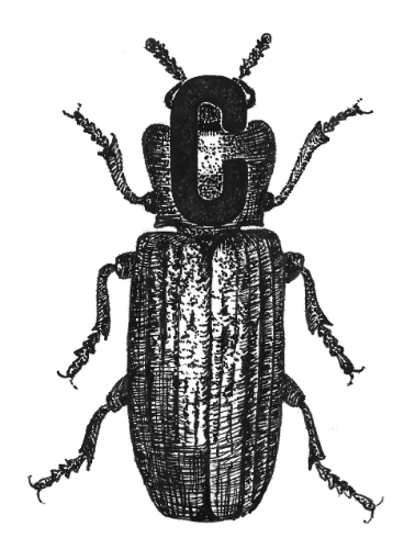 confused flour beetle
