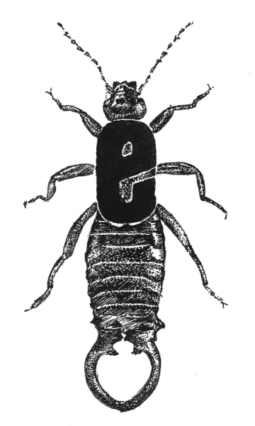 european earwig