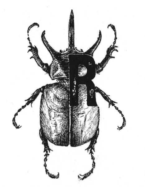 rhinoceros beetle