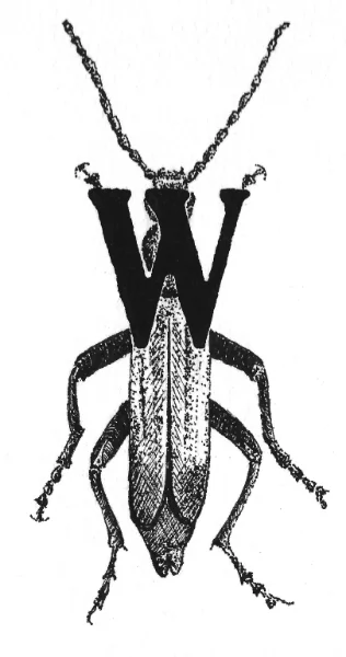 wharf borer