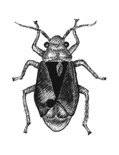 yucca plant bug