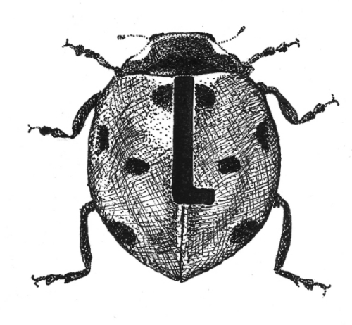 ladybird