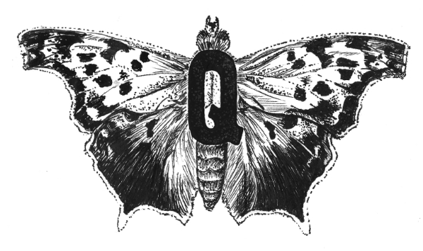 question mark butterfly