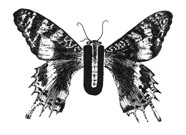 uraniid moth