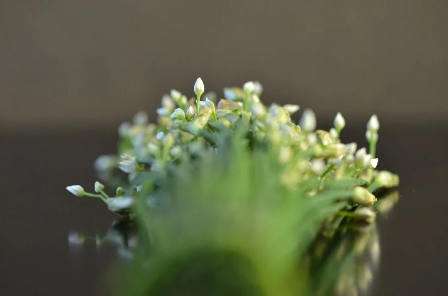 Blumen-Schnittlauch