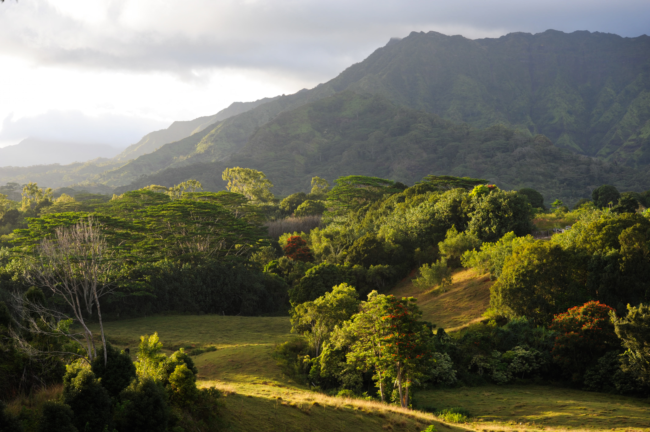 Kauai hillside.jpg