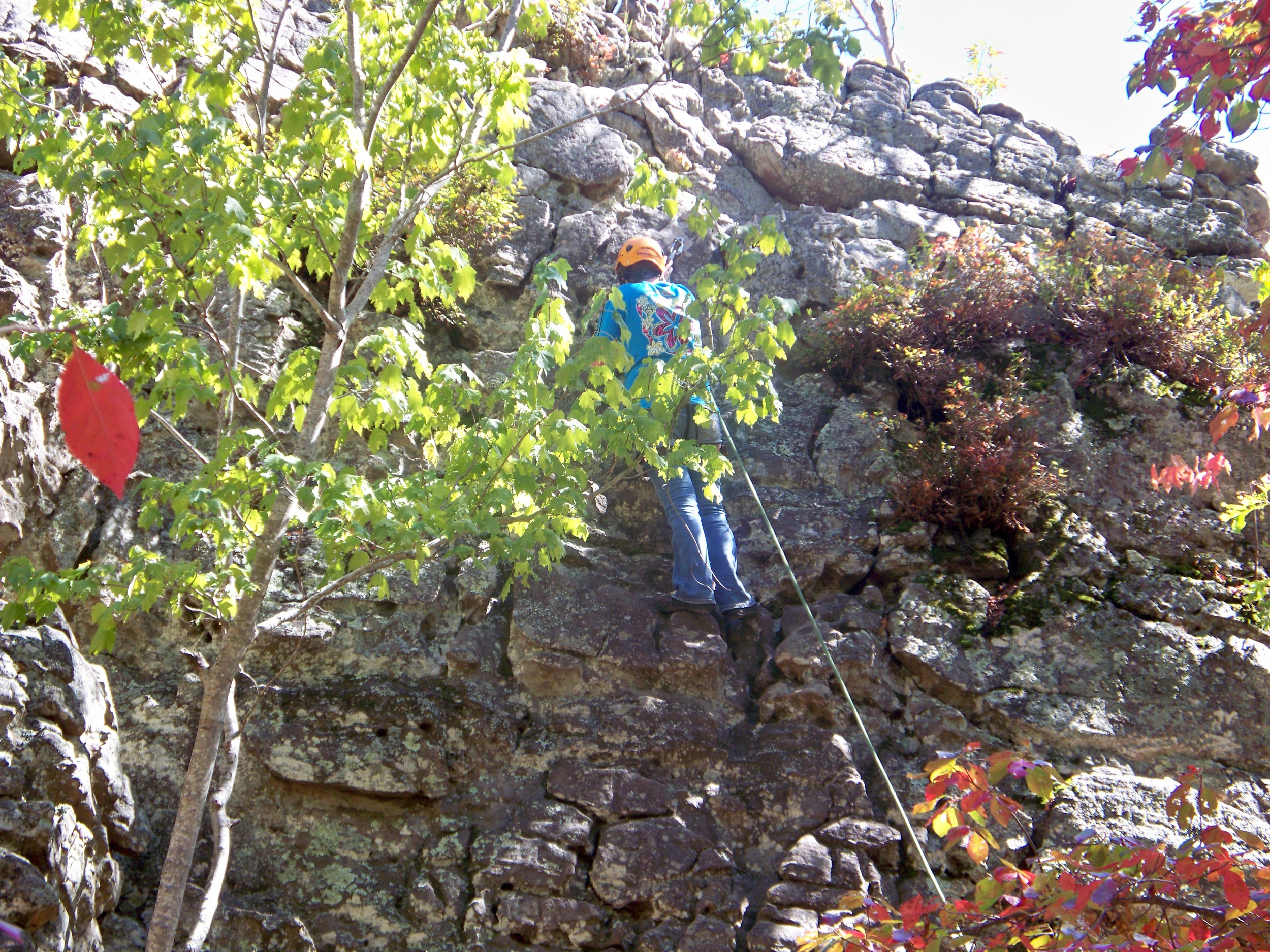 Katie climbing to the treetops on the bluffs