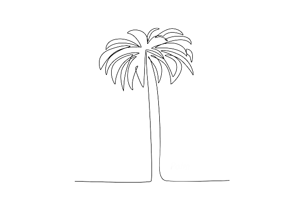 Palm tree illustration
