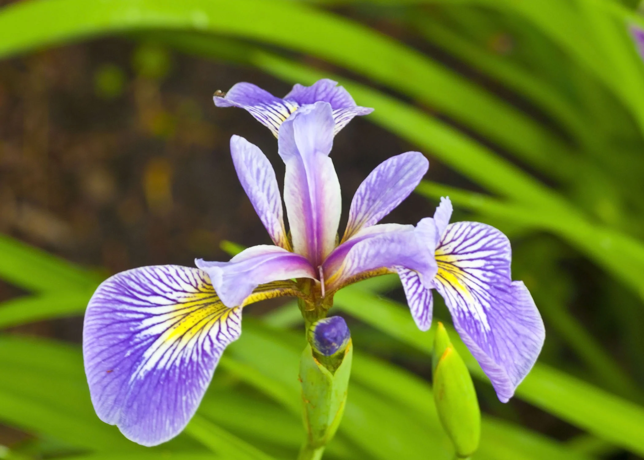 iris.jpg