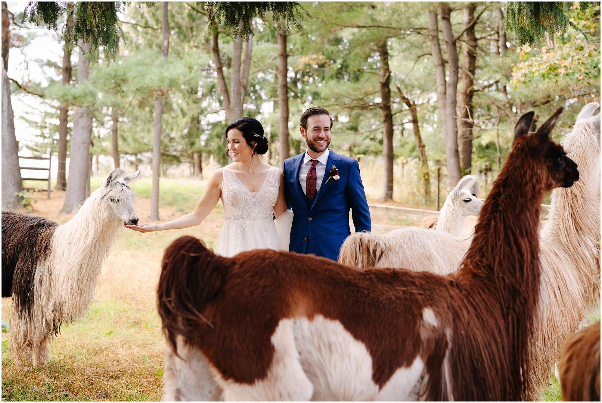 fall llama and alpaca farm wedding in new jersey