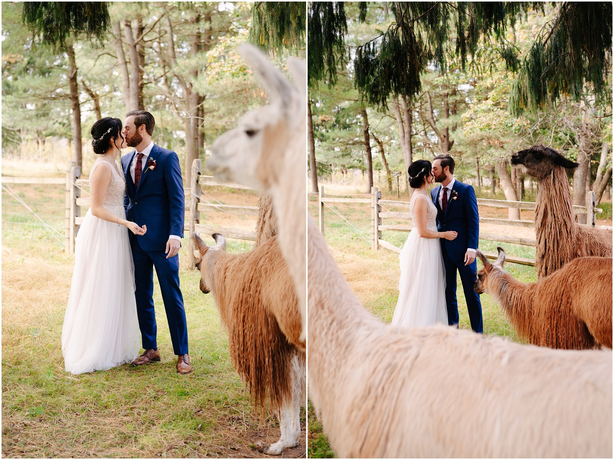 fall llama and alpaca farm wedding in new jersey