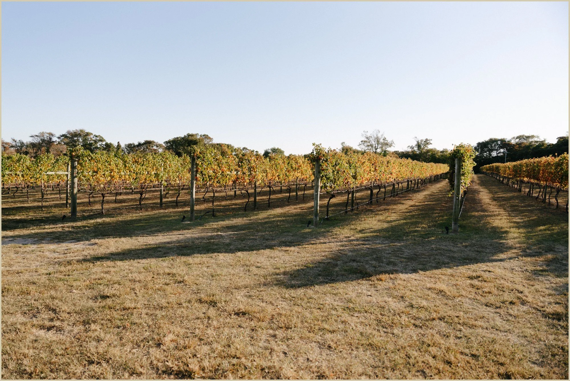 fall-wedding-cape-may-willow-creek-winery