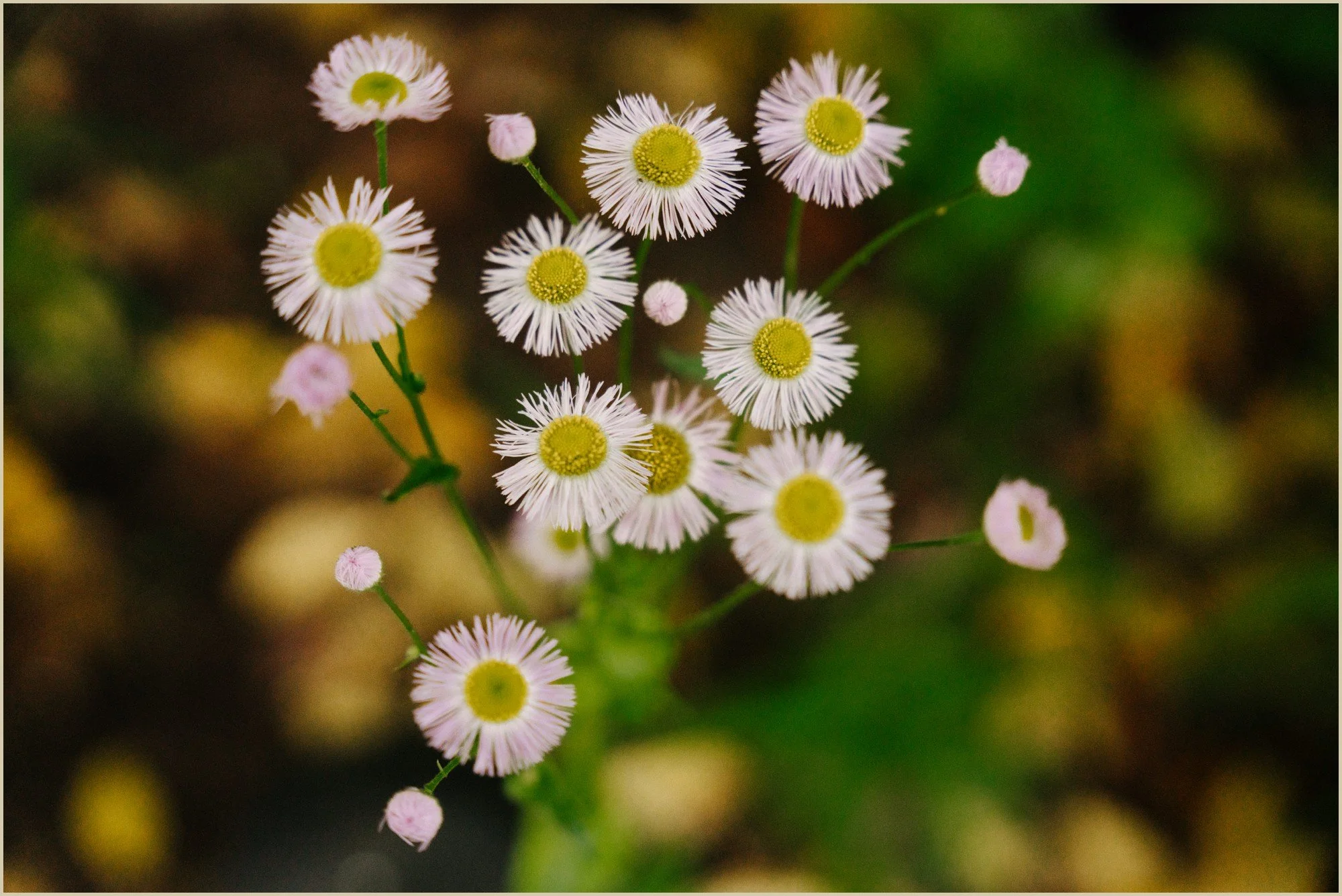 spring, garden, blue, white, estate, wedding, bucks, county