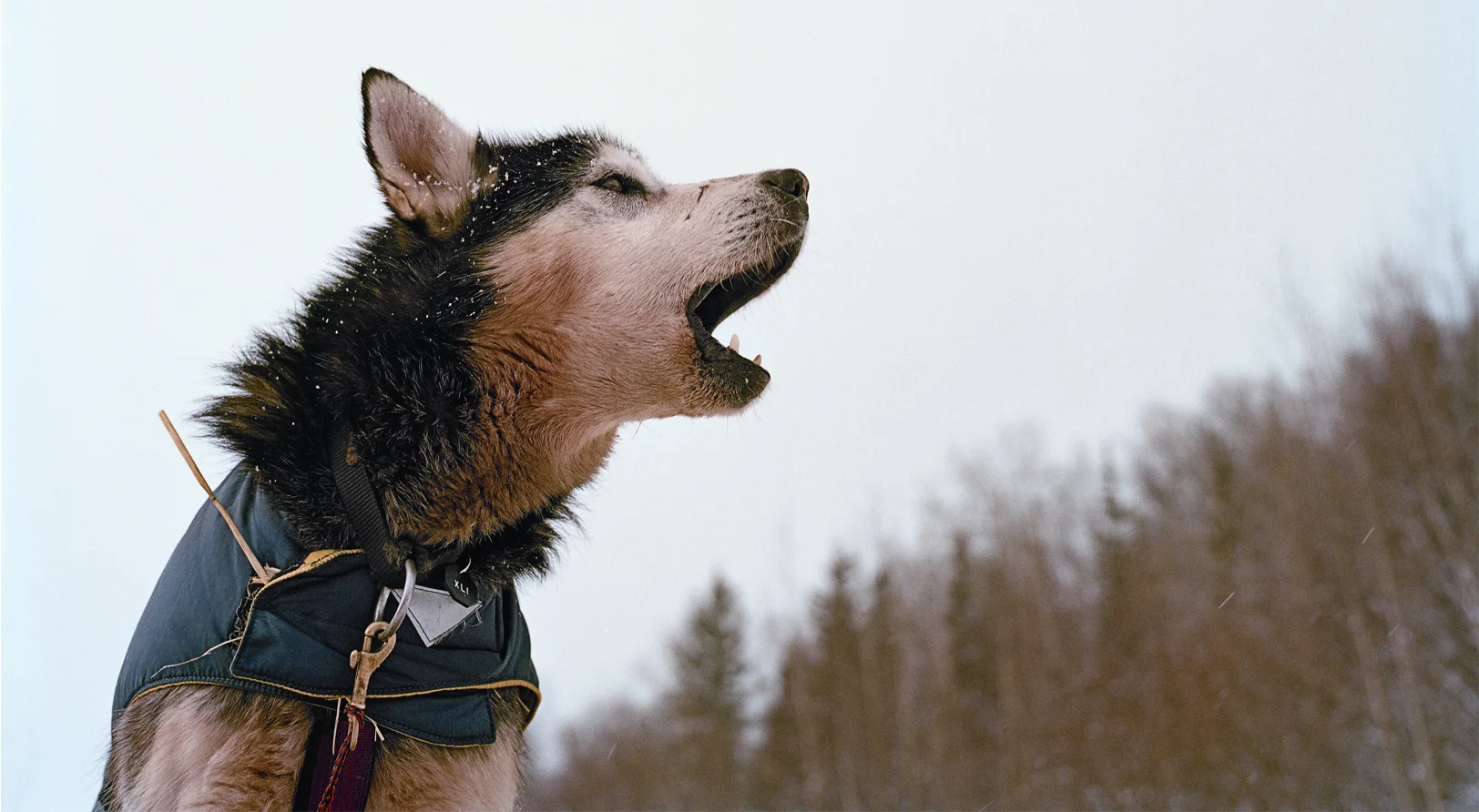  Aaron Vincent Elkaim 