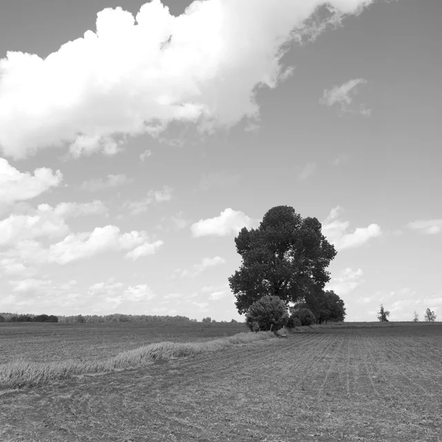 Ottawa valley field