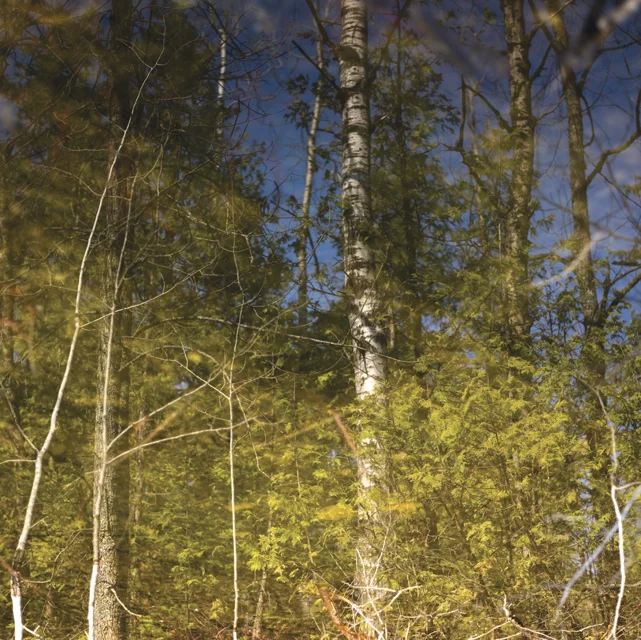 Forest refections 2