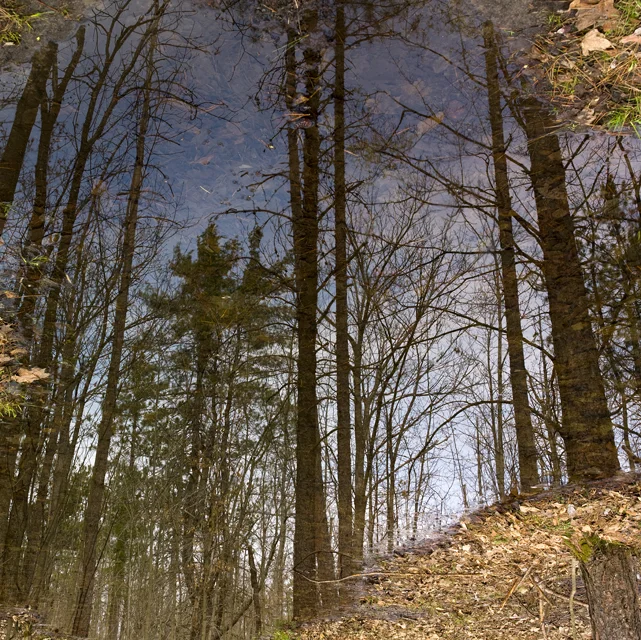 Forest refections