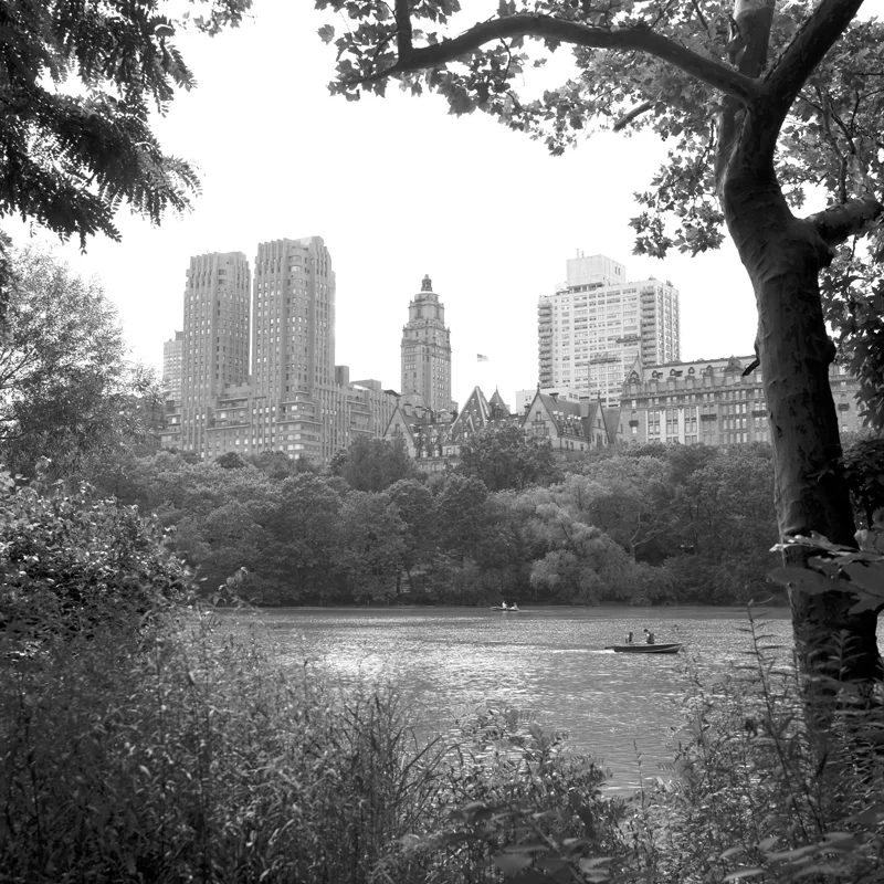 buildings through trees.jpg