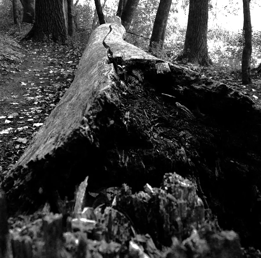 Summer Forest, 2