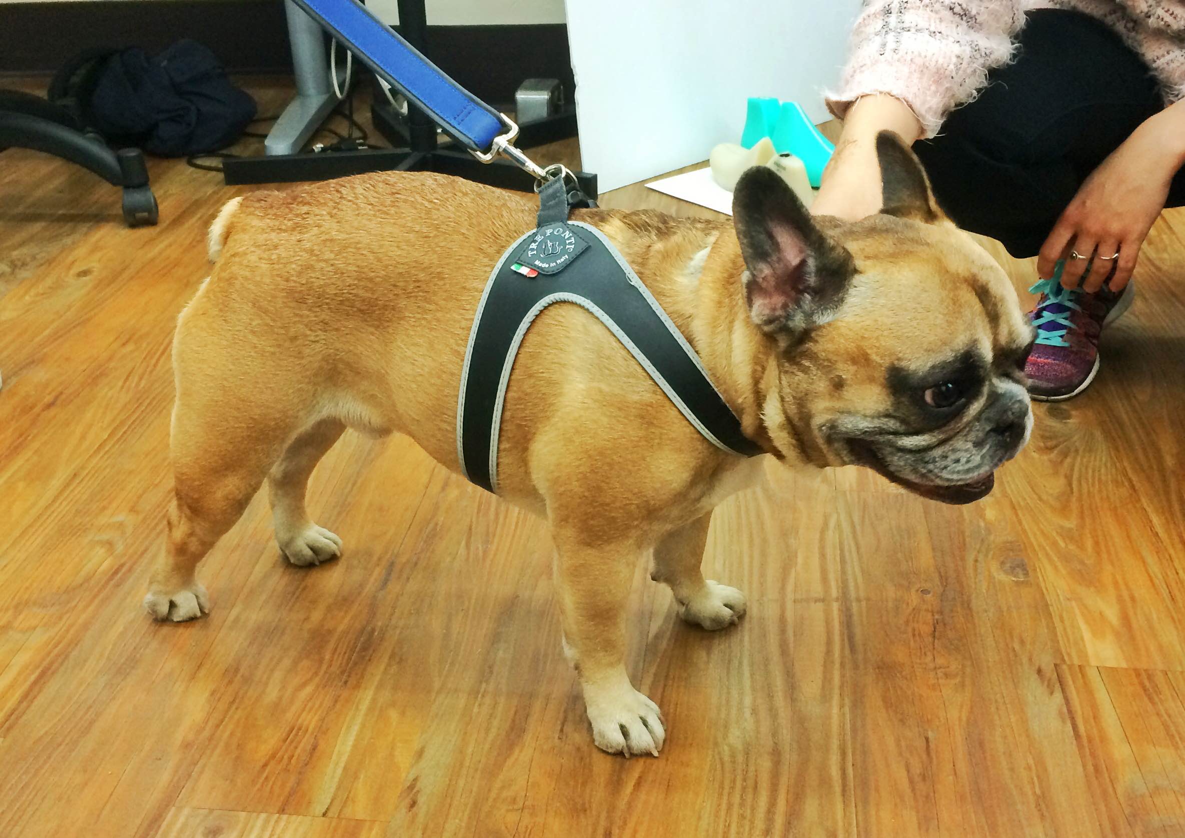 We had a mid-day surprise visit from Meatball and his owner Kelley.