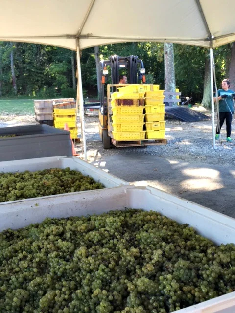 GrapesandTrucks.jpg