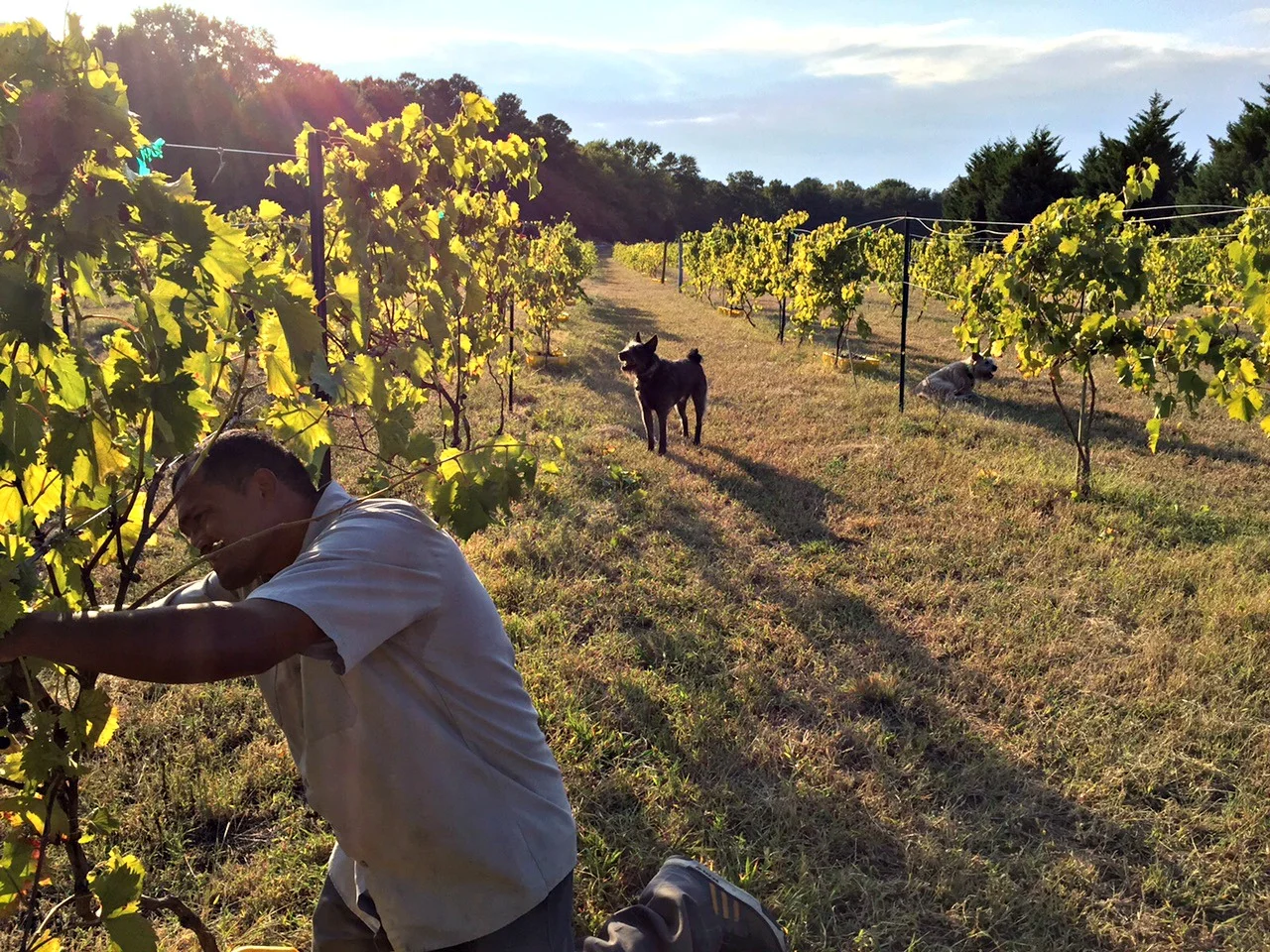Great Frogs Harvest: Behind The Scenes of the Wine Making Process
