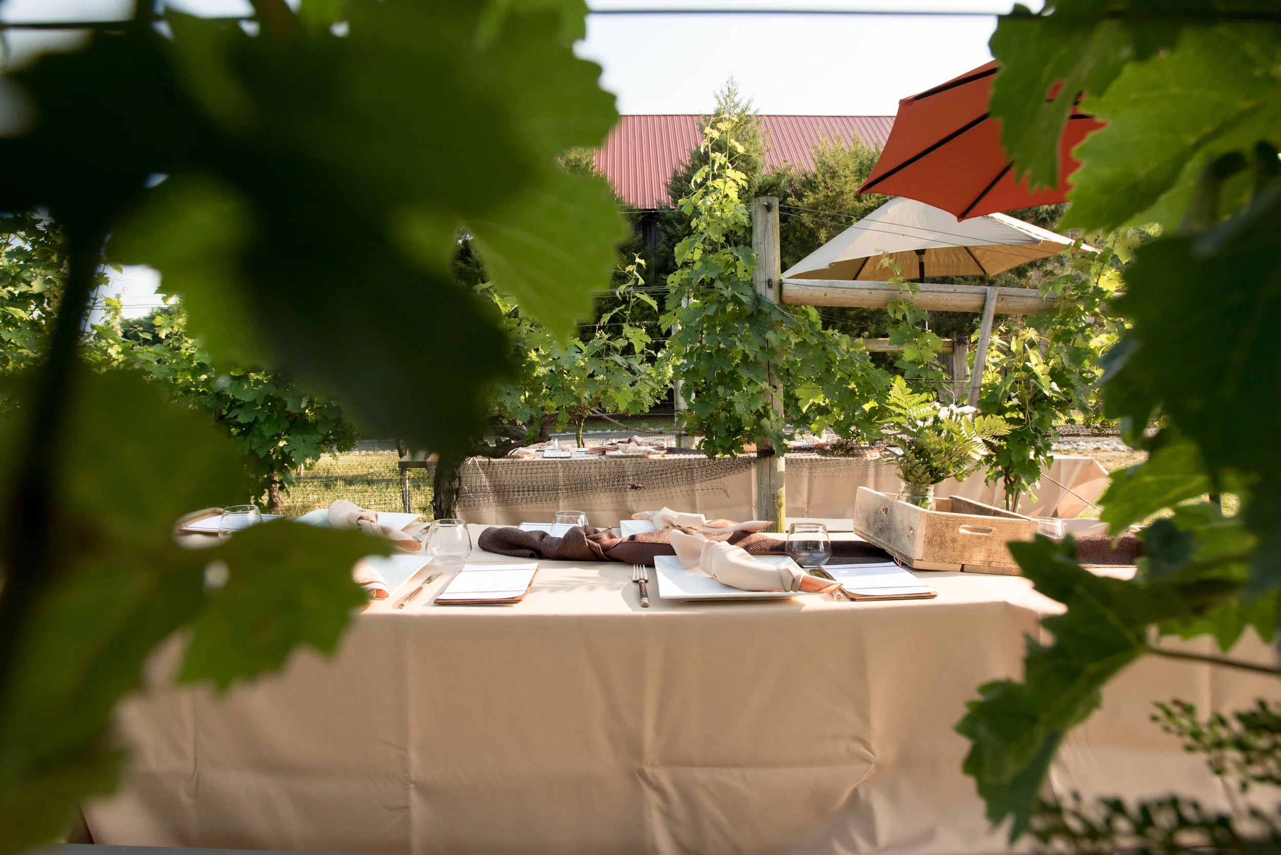 Tables set for dinner in the vines