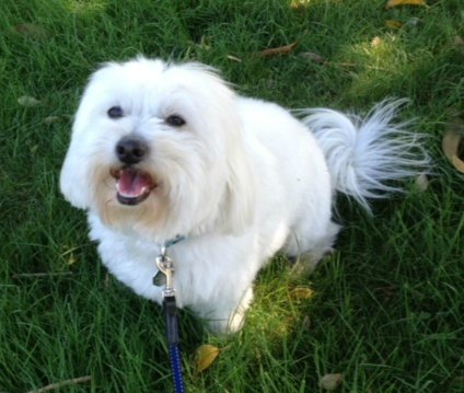 Bentley, my Coton de Tulear