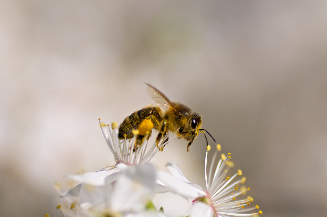 bee abeille macro flower fleur yellow black white nature.jpg