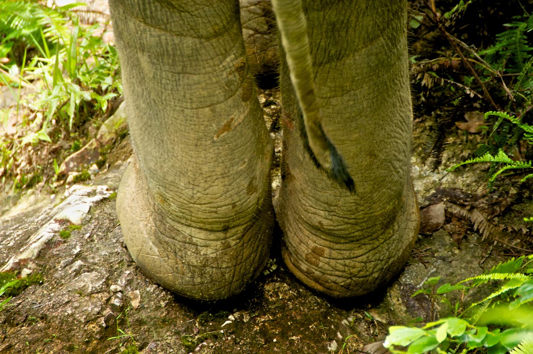 elephant thailand forest foret vert  tropical big enorme footsteps.jpg