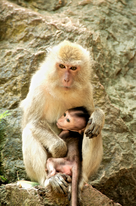 monkey singe thailand baby mother bebe mere protection.jpg