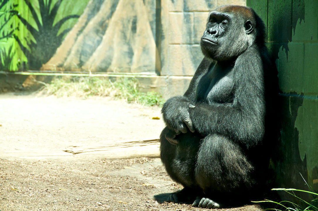 gorilla gorille zoo nature black monkey singe sadness san diego ca california usa.jpg