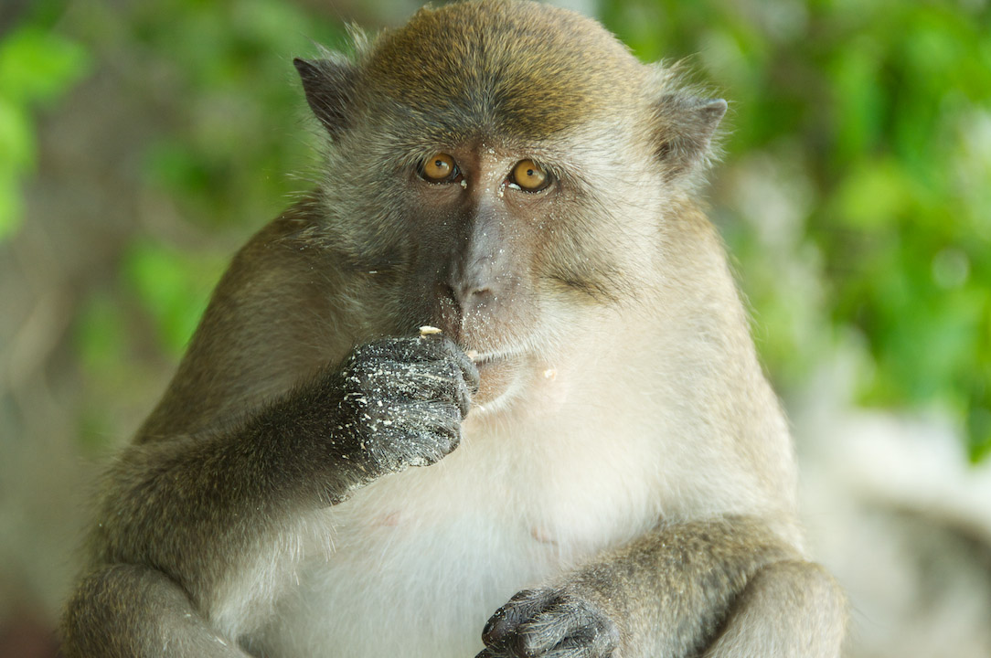 monkey singe thailand vert nature plage sable regard look.jpg