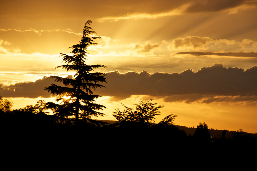 paris france arbre tree pine sapin sunset couche soleil rest.jpg