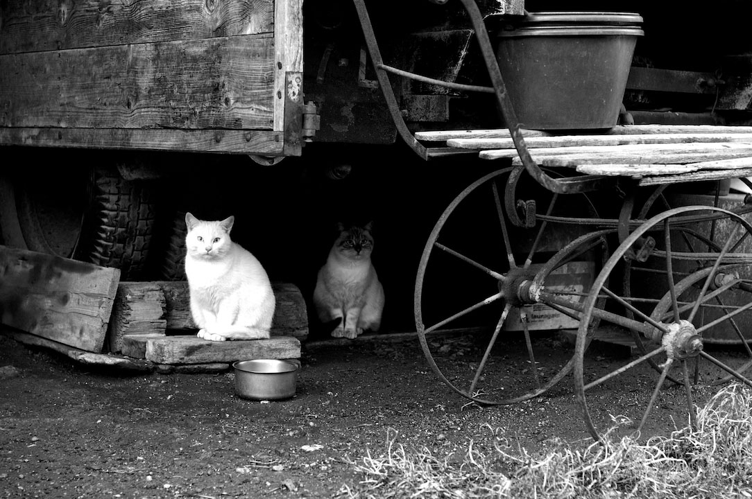 cats black white noir et blanc albertville vintage.jpg
