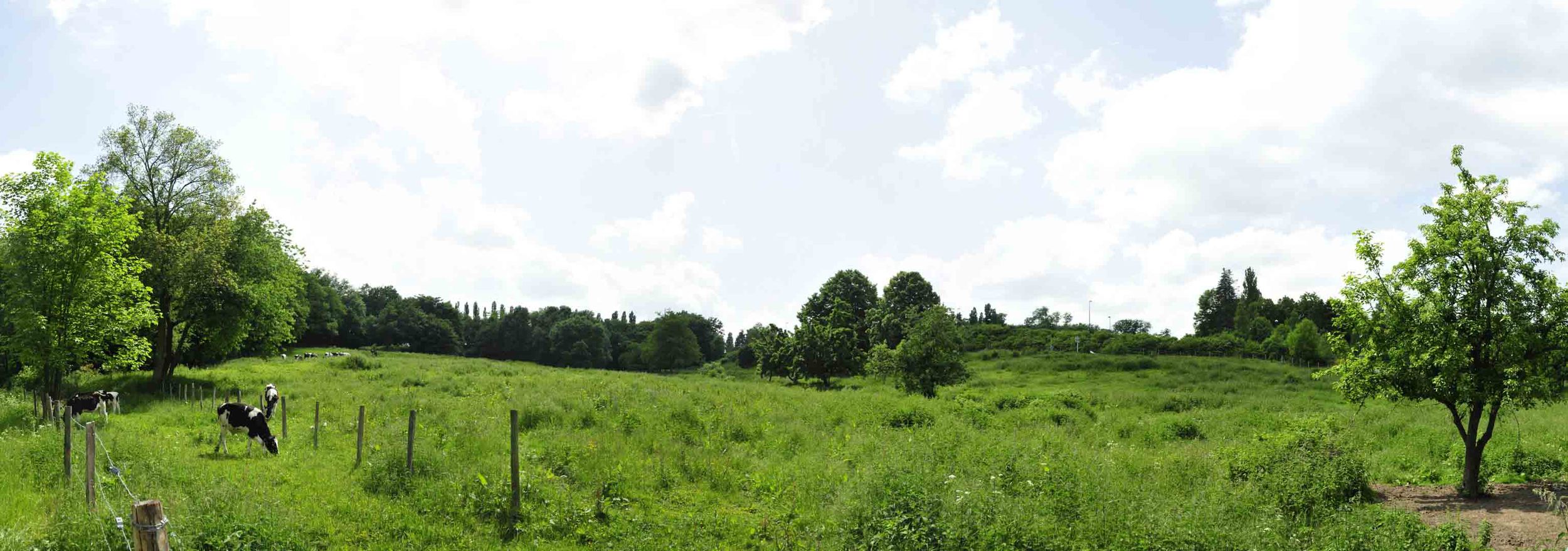 Panorama Pré paris france green cows vaches country campagne forest foret.jpg