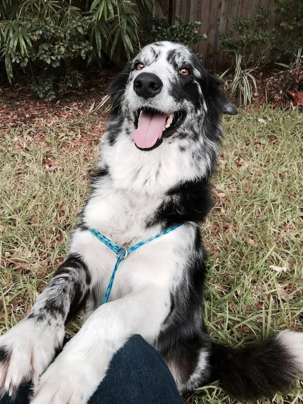 heartworm positive dog treatment