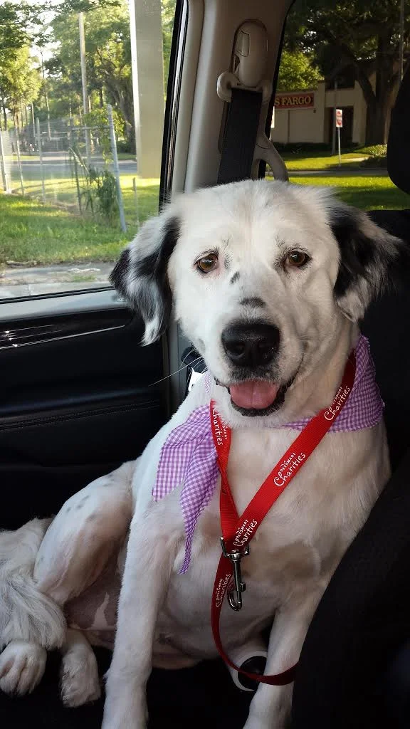 adopting a heartworm positive dog