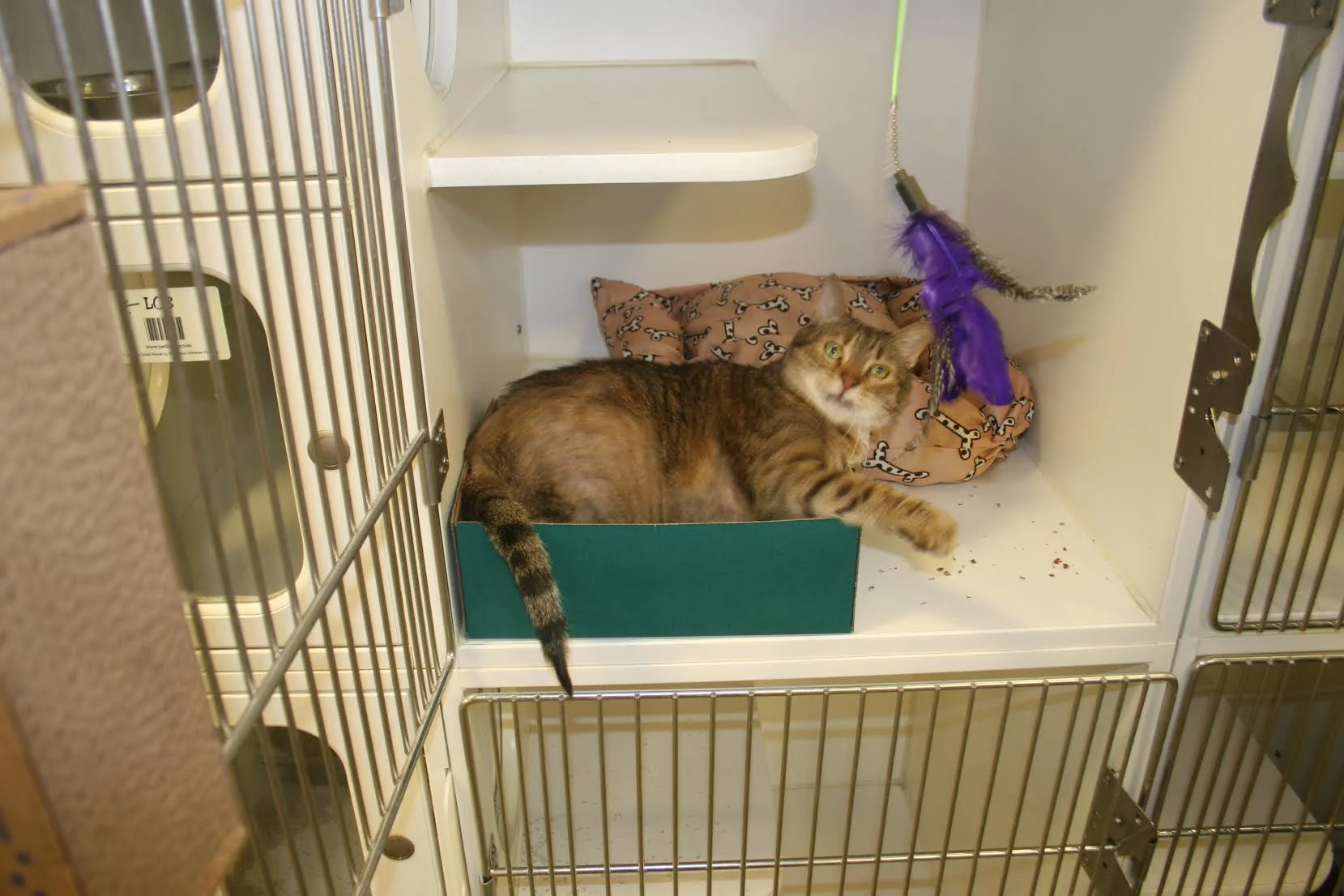 Lounging in luxury, this furry friend has it made while he waits for his forever home; a box for playing in, a bed for napping, a scratch pad, and a fun-loving volunteer to play feather-wand with.