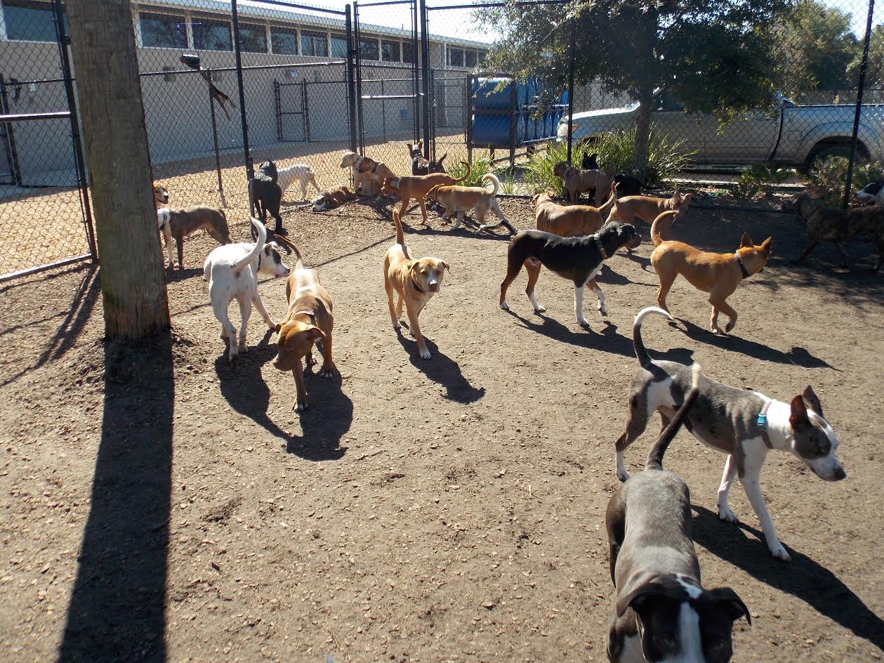 Dogs enjoying one of the exercise yards provided by FOJA!