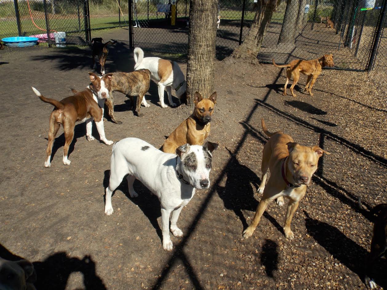 Hanging out in the group play area, getting plenty of exercise.